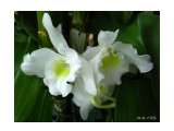 Dendrobium nobile hybr.
Фотограф: Marion
Вечно цветущий дендр.

Просмотров: 1357
Комментариев: 0