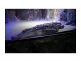 Владивосток. Крокодил спит
Фотограф: vikirin

Просмотров: 1128
Комментариев: 0