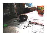 В будке была ручная мышка, кушала сахар и не боялась нас нисколько...
Фотограф: vikirin

Просмотров: 4676
Комментариев: 0