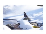 Бурая оляпка
Фотограф: VictorV

Просмотров: 462
Комментариев: 0