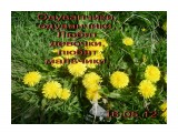 Название: одуванчики
Фотоальбом: Разное
Категория: Природа
Фотограф: Флора

Время съемки/редактирования: 2012:05:16 09:29:32
Фотокамера: Panasonic - DMC-FS9
Диафрагма: f/2.8
Выдержка: 10/6400
Фокусное расстояние: 50/10



Просмотров: 2793
Комментариев: 0