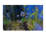 Владивосток. Магазин рыбок
Фотограф: vikirin

Просмотров: 844
Комментариев: 0