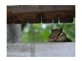 Chipmunk
Фотограф: Tsygankov Yuriy
Нет не треснет, это я запасы делаю...  :)

Просмотров: 816
Комментариев: 0