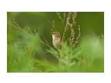 Чернобровая камышевка
Фотограф: VictorV
Black-browed Reed-warbler

Просмотров: 617
Комментариев: 0