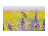 ну как не спеть-то?!:)
Фотограф: Tsygankov Yuriy

Просмотров: 1020
Комментариев: 2
