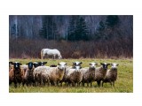 Название: Сельский пейзаж
Фотоальбом: Сахалин
Категория: Животные

Просмотров: 729
Комментариев: 0