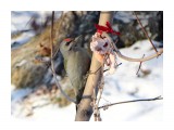 Седой дятел

Просмотров: 636
Комментариев: 1