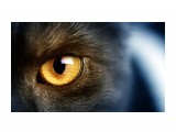 Wild-black-cat-yellow-eyes-macro-photography_2560x1600

Просмотров: 608
Комментариев: 