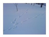 Лисупка бегала..
Фотограф: vikirin

Просмотров: 3696
Комментариев: 0