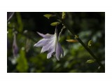 Название: хоста
Фотоальбом: флора
Категория: Природа

Время съемки/редактирования: 2020:08:08 22:37:14
Фотокамера: NIKON CORPORATION - NIKON D5100
Диафрагма: f/6.3
Выдержка: 1/640
Фокусное расстояние: 550/10



Просмотров: 358
Комментариев: 0