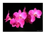 Dendrobium phalaenopsis hybr.3
Фотограф: Marion

Просмотров: 2321
Комментариев: 0