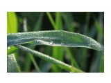 Название: Утро росное
Фотоальбом: 2012 Брусника на 101 км
Категория: Природа
Фотограф: vikirin

Время съемки/редактирования: 2012:09:09 09:21:19
Фотокамера: Canon - Canon EOS Kiss X3
Диафрагма: f/8.0
Выдержка: 1/125
Фокусное расстояние: 55/1



Просмотров: 2173
Комментариев: 0
