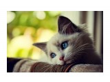Грусть -тоска*

Просмотров: 10051
Комментариев: 1