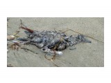 Мертвая птица
на берегу вроде кулик убит и орлан на дороге к Охотску лежал. Руки бы отсохли у тех кто это делает.

Просмотров: 199
Комментариев: 0