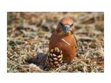 :)))
Фотограф: VictorV

Просмотров: 234
Комментариев: 0