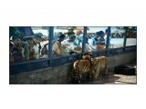 Зоопарк Далянь

Просмотров: 1093
Комментариев: 0