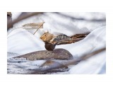 Оляпка бурая
Фотограф: VictorV

Просмотров: 670
Комментариев: 0