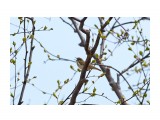 Сахалинская пеночка
Фотограф: VictorV

Просмотров: 779
Комментариев: 0