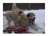 Название: чё пожрать???
Фотоальбом: пикник)
Категория: Животные
Фотограф: kin

Фотокамера: NIKON - S1  
Диафрагма: f/4.0
Выдержка: 10/1151
Фокусное расстояние: 101/10
Светочуствительность: 50


Просмотров: 1324
Комментариев: 1