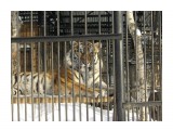 Название: Киска
Фотоальбом: наш Zoo
Категория: Животные

Время съемки/редактирования: 2009:01:18 15:29:53
Фотокамера: CASIO COMPUTER CO.,LTD. - EX-Z1000   
Диафрагма: f/4.3
Выдержка: 1/100
Фокусное расстояние: 1630/100



Просмотров: 522
Комментариев: 3