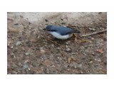 Ручной поползень.. просит семечки
Фотограф: vikirin

Просмотров: 1010
Комментариев: 0