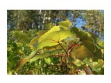 Листья винограда
Фотограф: Mikhaylovich

Просмотров: 1085
Комментариев: 3
