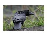 Красотка
Большеклювая ворона

Просмотров: 221
Комментариев: 0