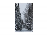 Зима на перевале....
Фотограф: vikirin

Просмотров: 1635
Комментариев: 0