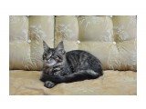 Название: Барсюша
Фотоальбом: Наша кошка Барселона - 4 месяца
Категория: Животные
Фотограф: Arishka

Время съемки/редактирования: 2012:03:27 17:24:35
Фотокамера: NIKON CORPORATION - NIKON D90
Диафрагма: f/6.3
Выдержка: 10/1600
Фокусное расстояние: 360/10



Просмотров: 1605
Комментариев: 0