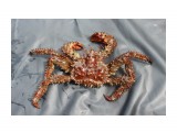Краб колючий  
Фотограф: 7388PetVladVik

Просмотров: 6070
Комментариев: 0