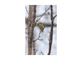Корольковая пеночка
Фотограф: VictorV
Pallas's Leaf Warbler

Просмотров: 420
Комментариев: 1