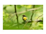 Японская мухоловка, самец
Фотограф: VictorV
Narcissus Flycatcher, male

Просмотров: 475
Комментариев: 0
