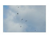 Белопоясные стрижи
Фотограф: VictorV

Просмотров: 209
Комментариев: 0