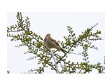 Пятнистый конёк
Фотограф: VictorV
Olive-backed Pipit

Просмотров: 633
Комментариев: 0