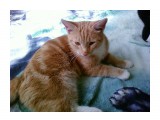 Название: Мой кот
Фотоальбом: Разное
Категория: Животные

Фотокамера: SAMSUNG - SGH-L310



Просмотров: 2381
Комментариев: 0