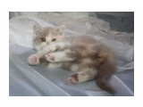 Название: 16
Фотоальбом: помет К биколорные британцы
Категория: Животные

Время съемки/редактирования: 2013:04:21 18:26:06
Фотокамера: Canon - Canon EOS 1000D
Диафрагма: f/4.0
Выдержка: 1/60
Фокусное расстояние: 21/1



Просмотров: 702
Комментариев: 0