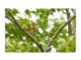 Золотистый дрозд
Фотограф: VictorV
Brown-headed Thrush

Просмотров: 531
Комментариев: 0