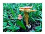 Amanita caesarea
Фотограф: Tsygankov Yuriy
Кесарев гриб дальневосточный

Просмотров: 862
Комментариев: 0
