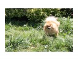 Название: Abi_12
Фотоальбом: мои шпицы
Категория: Животные

Время съемки/редактирования: 2011:07:31 15:22:15
Фотокамера: Canon - Canon EOS 1000D
Диафрагма: f/9.0
Выдержка: 1/160
Фокусное расстояние: 55/1
Светочуствительность: 200


Просмотров: 609
Комментариев: 0