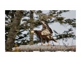 Белоплечий орлан
Фотограф: Tsygankov Yuriy

Просмотров: 595
Комментариев: 0