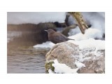 Другая оляпка, самец )
Фотограф: VictorV

Просмотров: 592
Комментариев: 0