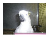 Название: попугай какаду
Фотоальбом: наш Zoo
Категория: Животные

Время съемки/редактирования: 2009:01:18 15:57:20
Фотокамера: CASIO COMPUTER CO.,LTD. - EX-Z1000   
Диафрагма: f/2.8
Выдержка: 1/60
Фокусное расстояние: 790/100



Просмотров: 993
Комментариев: 1