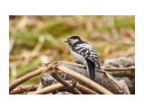 Lesser Spotted Woodpecker
Фотограф: VictorV

Просмотров: 517
Комментариев: 0