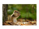 Завтрак
Фотограф: Tsygankov Yuriy

Просмотров: 444
Комментариев: 0