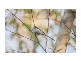 Семейство: Длиннохвостые синицы

Просмотров: 276
Комментариев: 0
