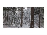 В лесу берендеевском...
Фотограф: vikirin

Просмотров: 2230
Комментариев: 0