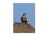 орлан белохвостый
царь горы

Просмотров: 675
Комментариев: 0