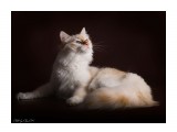 Название: JL3A0685
Фотоальбом: Кошки
Категория: Животные

Просмотров: 473
Комментариев: 0