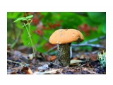 осеннее

Просмотров: 2896
Комментариев: 0