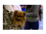 Название: лисичка
Фотоальбом: Картинки с выставки (собак) ЮСХ 12-06-2016
Категория: Животные
Фотограф: кубикнерубик

Время съемки/редактирования: 2016:06:16 19:11:41
Фотокамера: NIKON CORPORATION - NIKON D3200
Диафрагма: f/1.4
Выдержка: 10/2500
Фокусное расстояние: 500/10



Просмотров: 482
Комментариев: 0